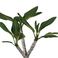 Tempelboom Frangipani Plumeria Hawaiian Roze incl. rieten mand naturel - Combinaties en Sets