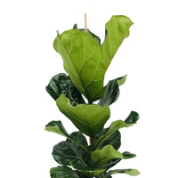Tabaksplant Ficus lyrata incl. rieten mand naturel - Grote kamerplanten