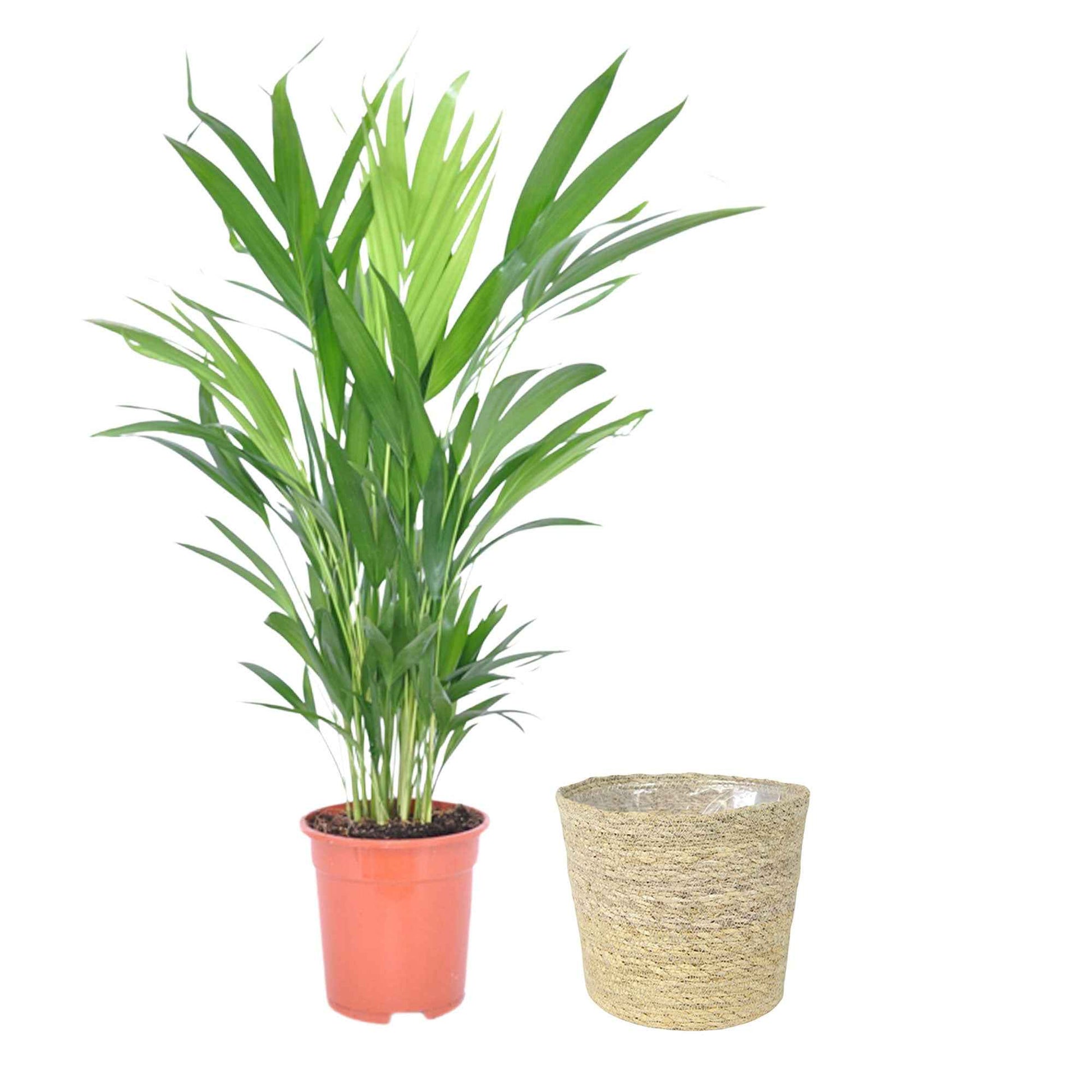 Areca palm Dypsis lutescens incl. rieten mand naturel - Groene kamerplanten in sierpot