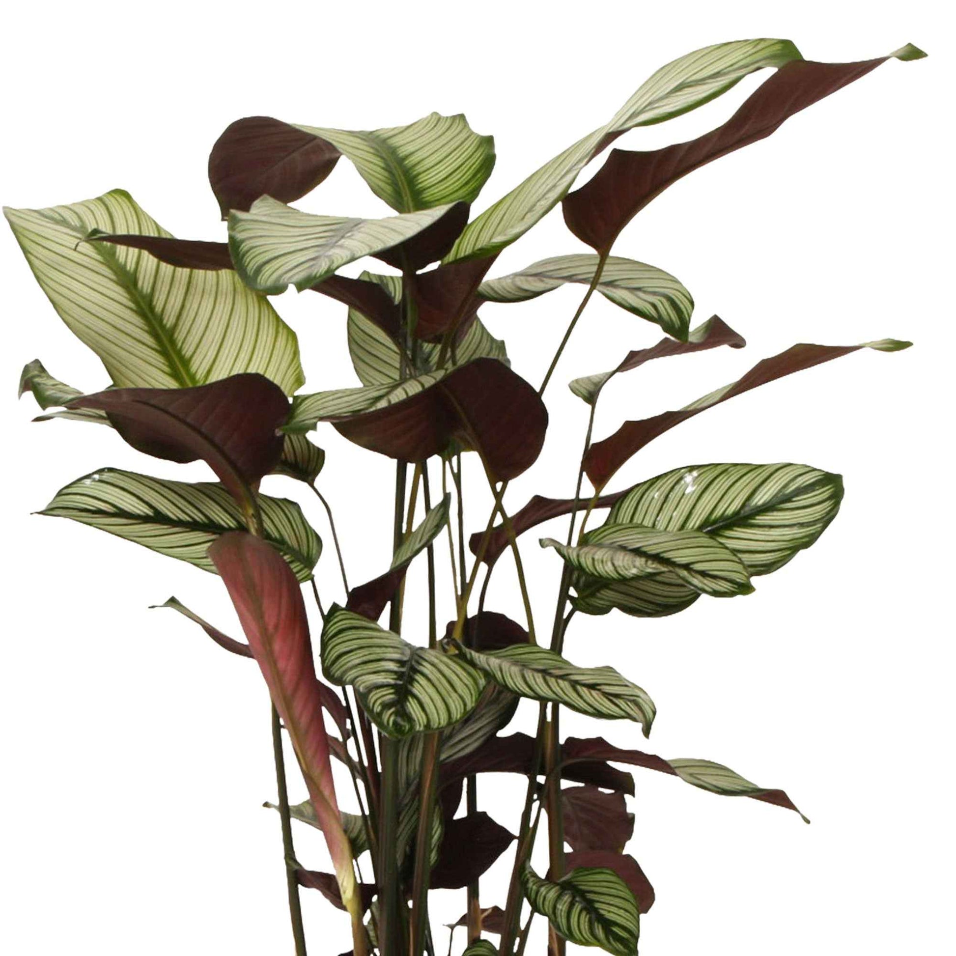 Schaduwplant Calathea White Star incl. rieten mand grijs - Combinaties en Sets