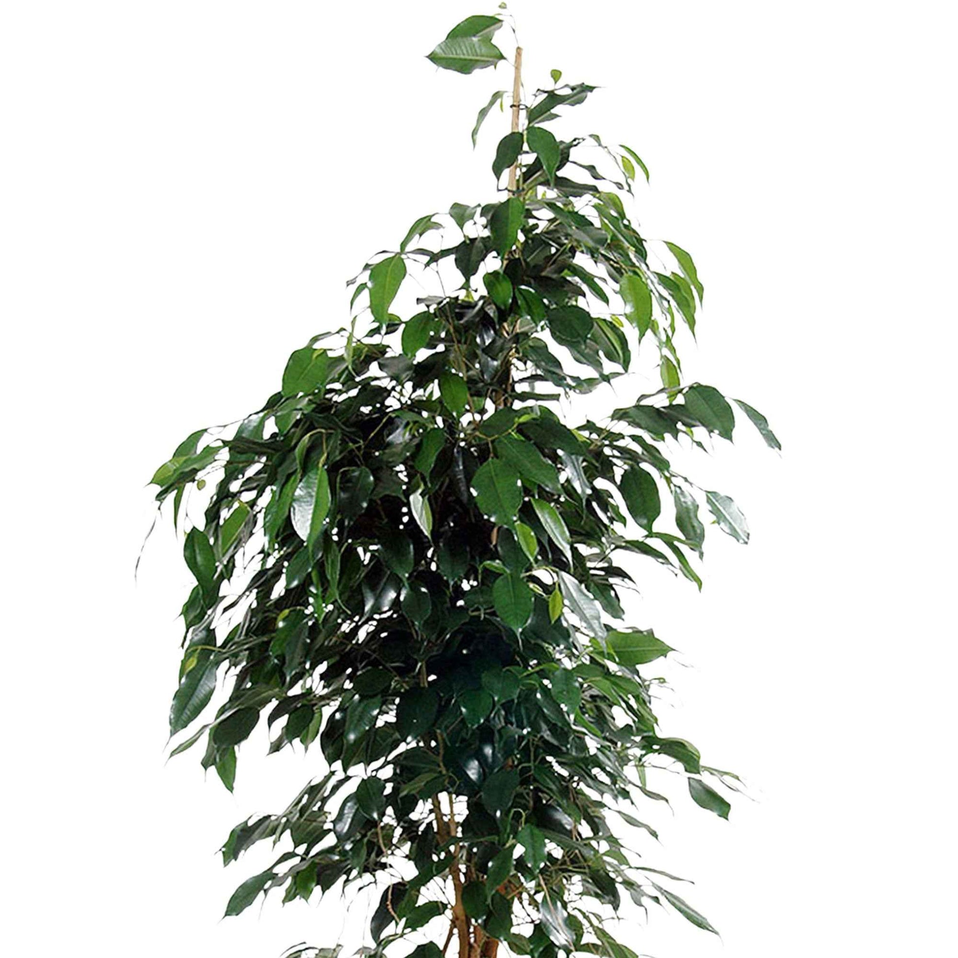 Treurvijg Ficus benjamina Danielle incl. rieten mand grijs - Grote kamerplanten