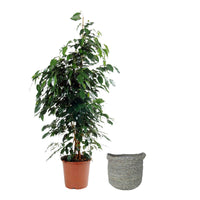 Treurvijg Ficus benjamina Danielle incl. rieten mand grijs - Huiskamerplanten