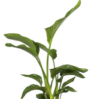Paradijsvogelplant Strelitzia nicolai incl. sierpot antraciet - Cadeau idee