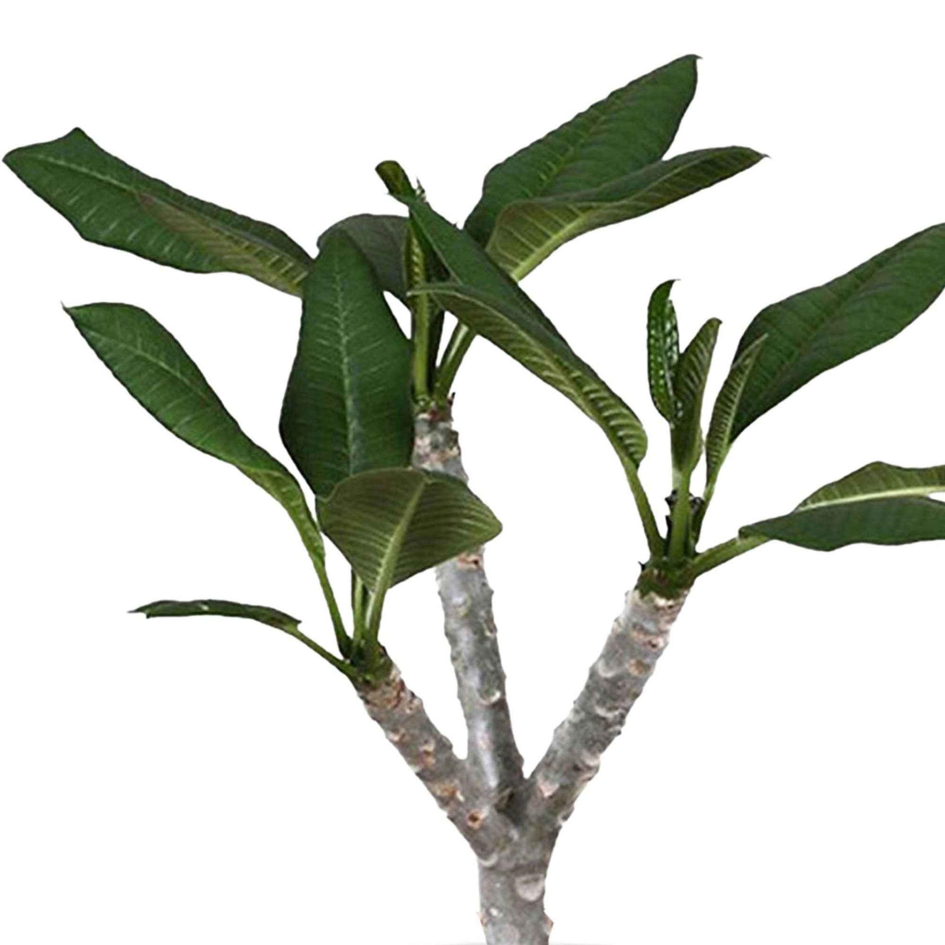 Tempelboom Frangipani Plumeria Hawaiian Roze incl. sierpot - Combinaties en Sets