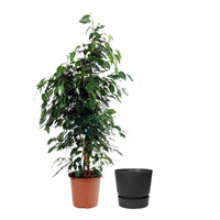 Treurvijg Ficus benjamina Danielle incl. sierpot zwart - Kamerplanten