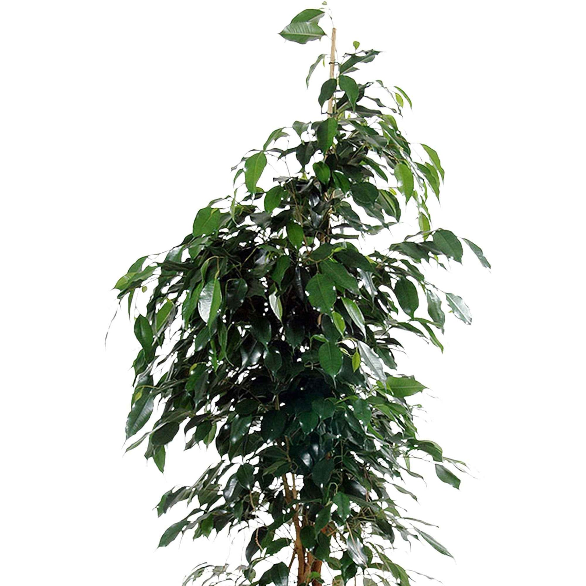 Treurvijg Ficus benjamina Danielle incl. sierpot zwart - Hippe kamerplanten