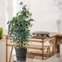 Treurvijg Ficus benjamina Danielle incl. sierpot zwart - Binnenplanten in sierpot