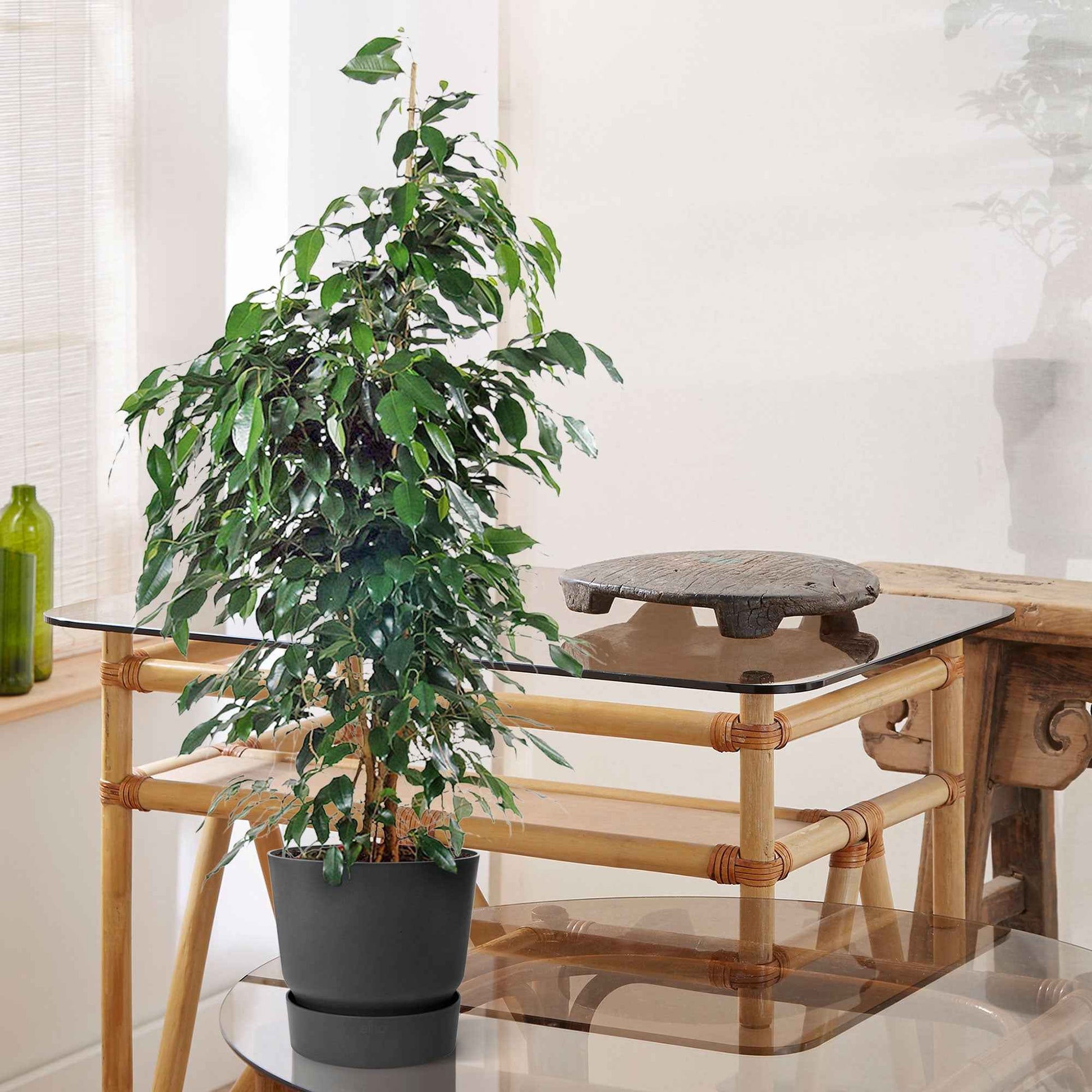 Treurvijg Ficus benjamina Danielle incl. sierpot zwart - Groene kamerplanten