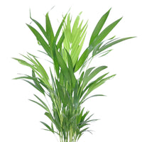 Areca palm Dypsis lutescens incl. sierpot wit - Binnenplanten in sierpot