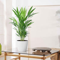 Areca palm Dypsis lutescens incl. sierpot wit - Arecapalm