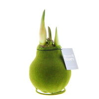 Wax Amaryllis Hippeastrum Velvet groen - Alle populaire bloembollen