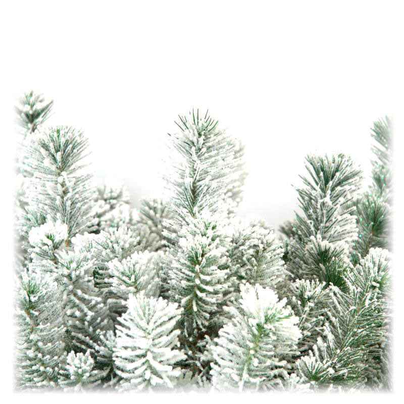 Parasolden Pinus pinea met sneeuw - Mini kerstboom - Bomen en hagen