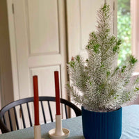 Parasolden Pinus pinea met sneeuw - Mini kerstboom - Alle bomen en hagen