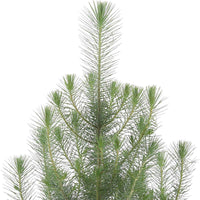 Parasolden Pinus Silver Crest incl. groene sierpot - Winterhard - Alle bomen en hagen