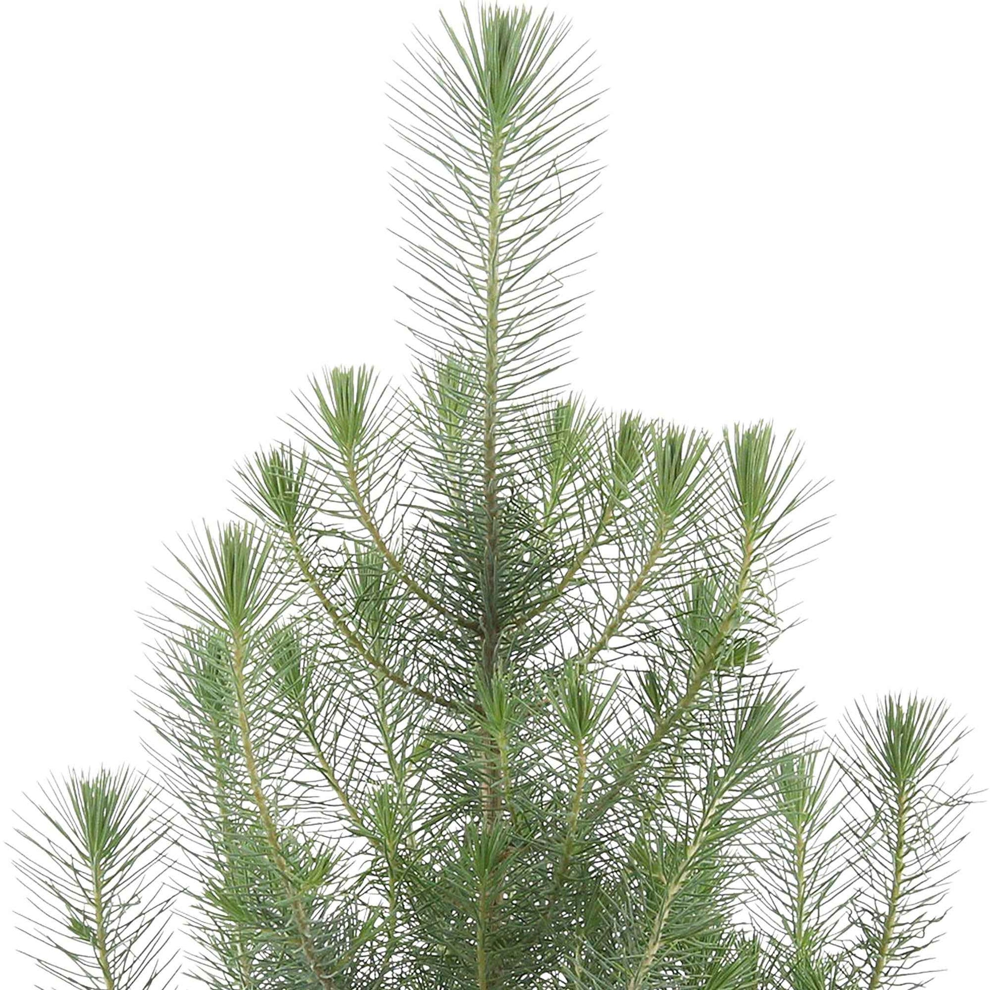 Parasolden Pinus Silver Crest incl. groene sierpot - Winterhard - Alle bomen en hagen