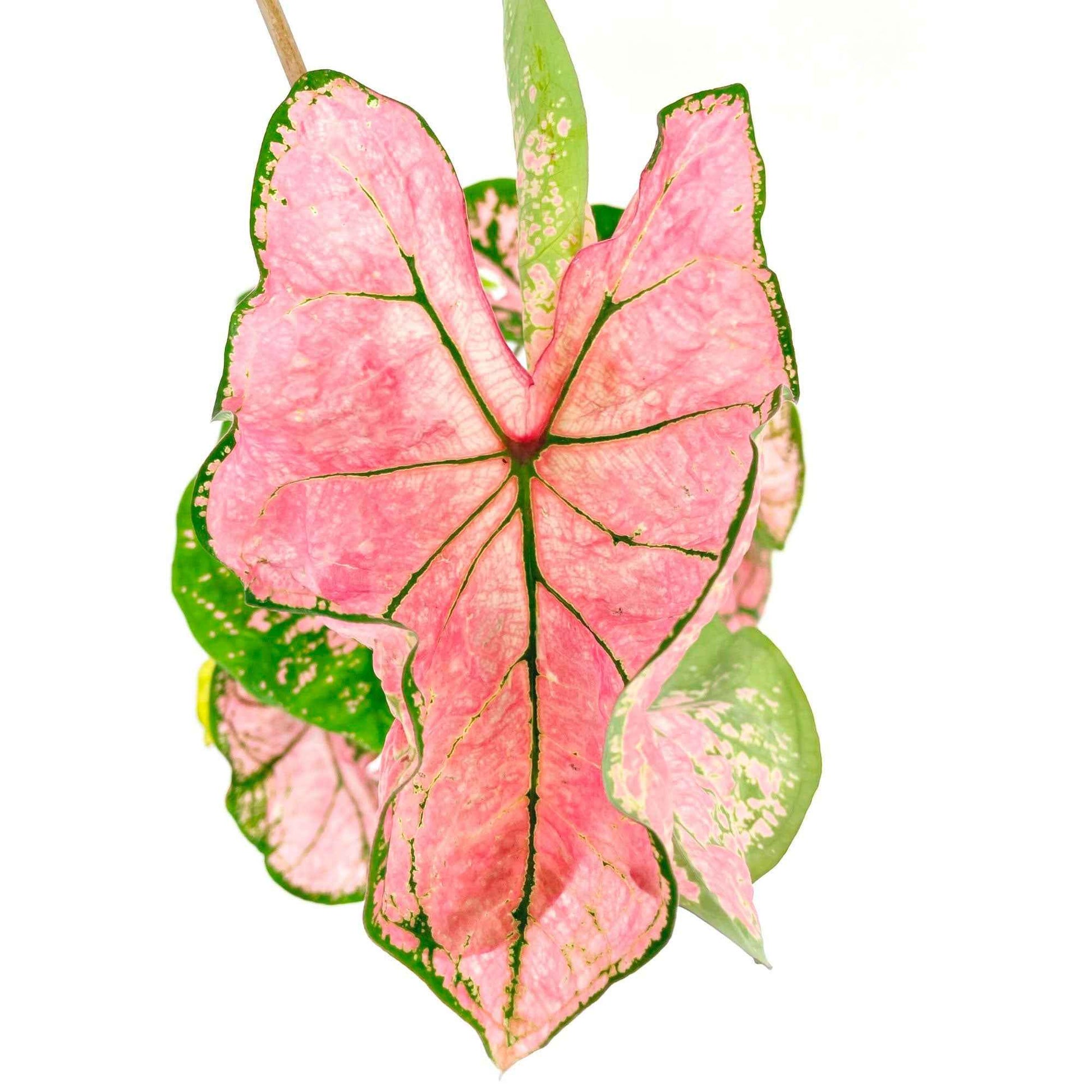 4x Caladium - Mix rood-roze-wit incl. sierpot - Binnenplant in pot cadeau