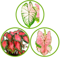 3x Caladium - Mix roze incl. 3 sierpotten - Binnenplant in pot cadeau