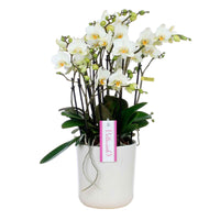 Vlinderorchidee Phalaenopsis Bellisimo Bella Wit incl. sierpot - Bloeiende kamerplanten