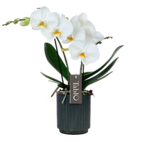 Vlinderorchidee Phalaenopsis Tablo Champagne Wit incl. sierpot - Bloeiende kamerplanten