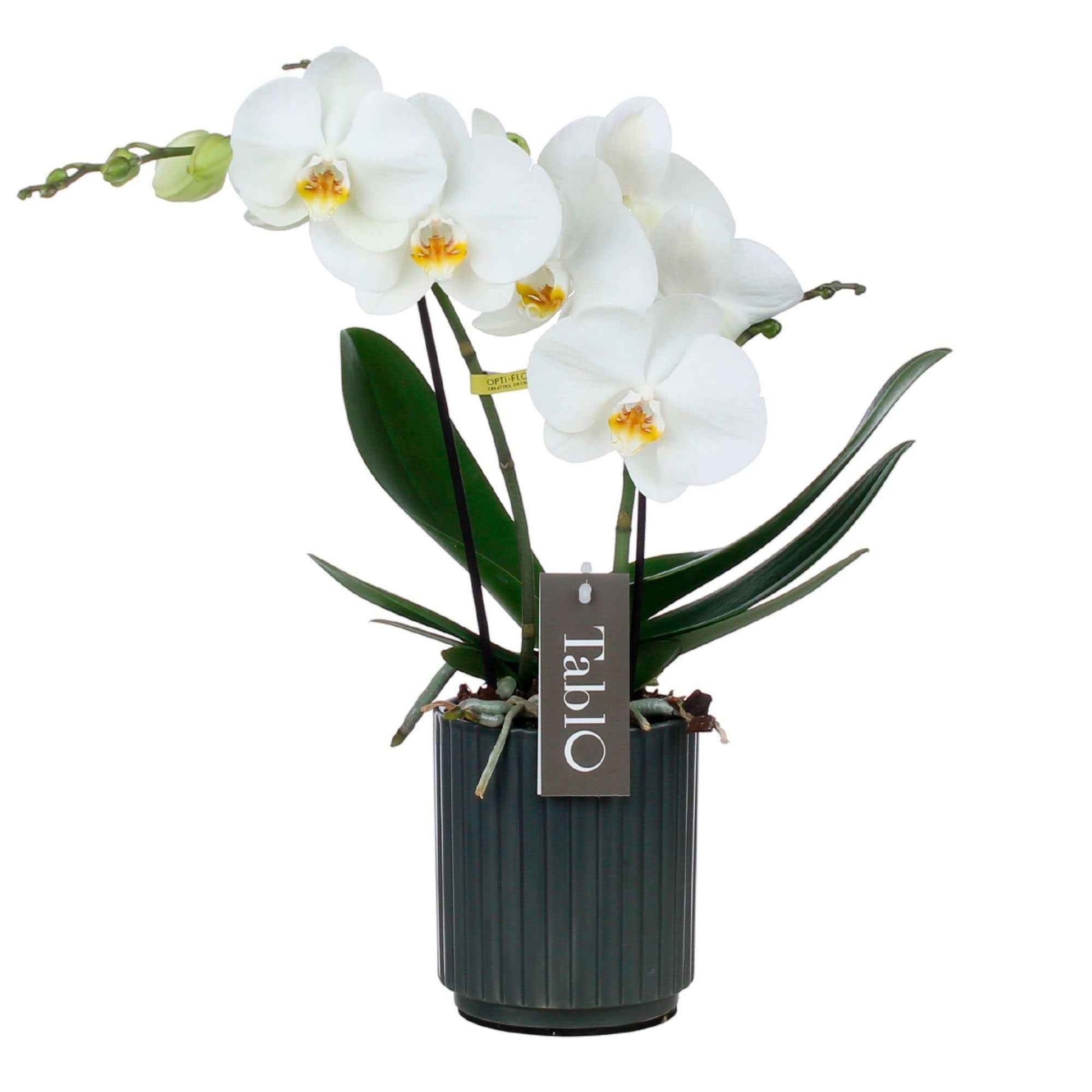 Vlinderorchidee Phalaenopsis Tablo Champagne Wit incl. sierpot - Diervriendelijke kamerplanten