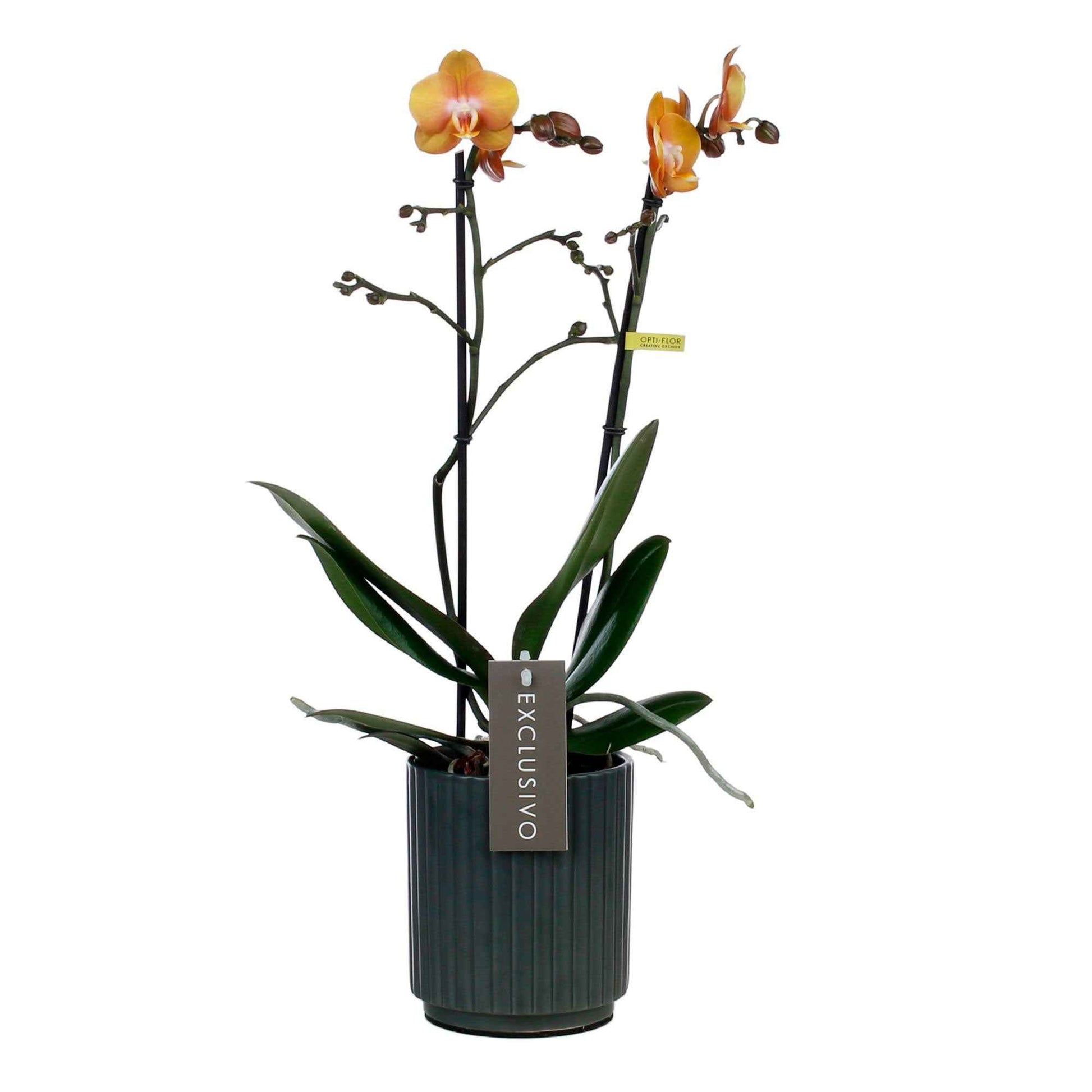 Vlinderorchidee Phalaenopsis Las Vegas Oranje incl. sierpot - Bloeiende kamerplanten