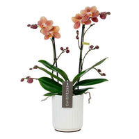 Vlinderorchidee Phalaenopsis Monaco Oranje incl. sierpot - Bloeiende kamerplanten