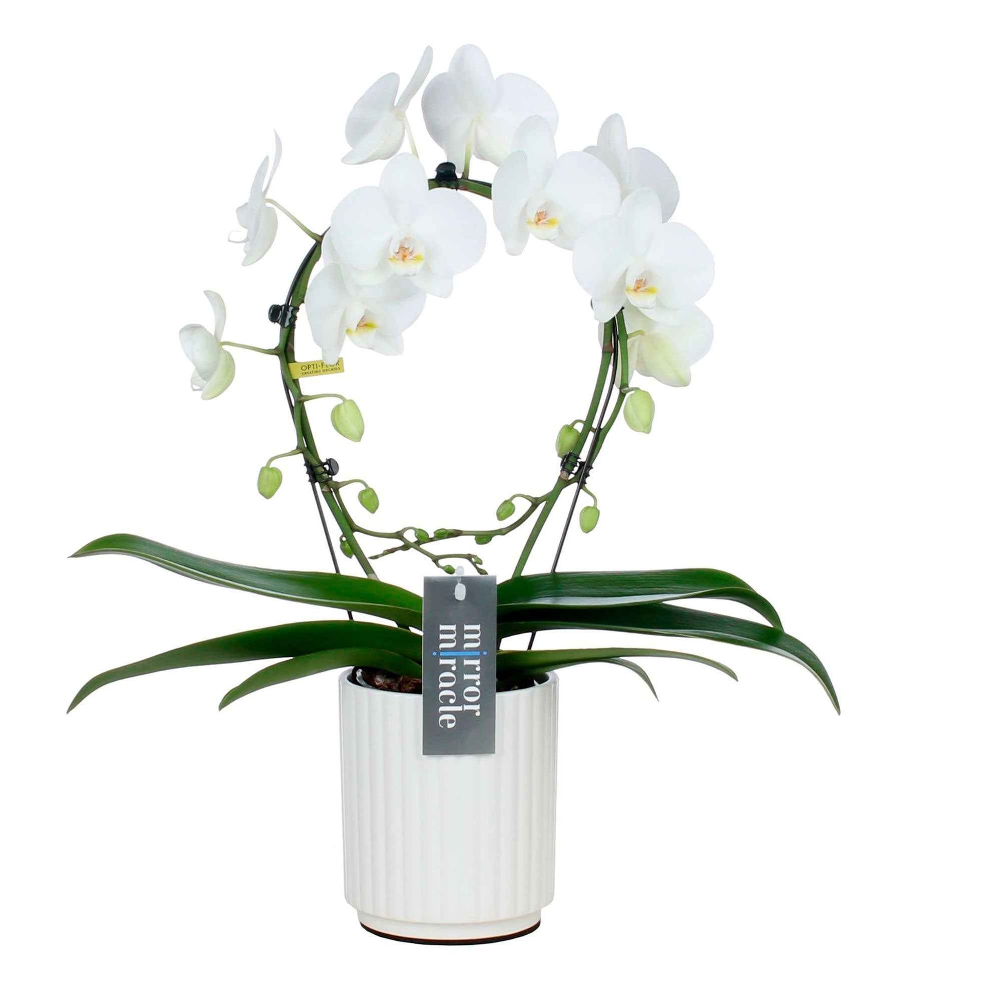 Vlinderorchidee Phalaenopsis Mirror Miracle Aurora Wit incl. sierpot - Bloeiende kamerplanten