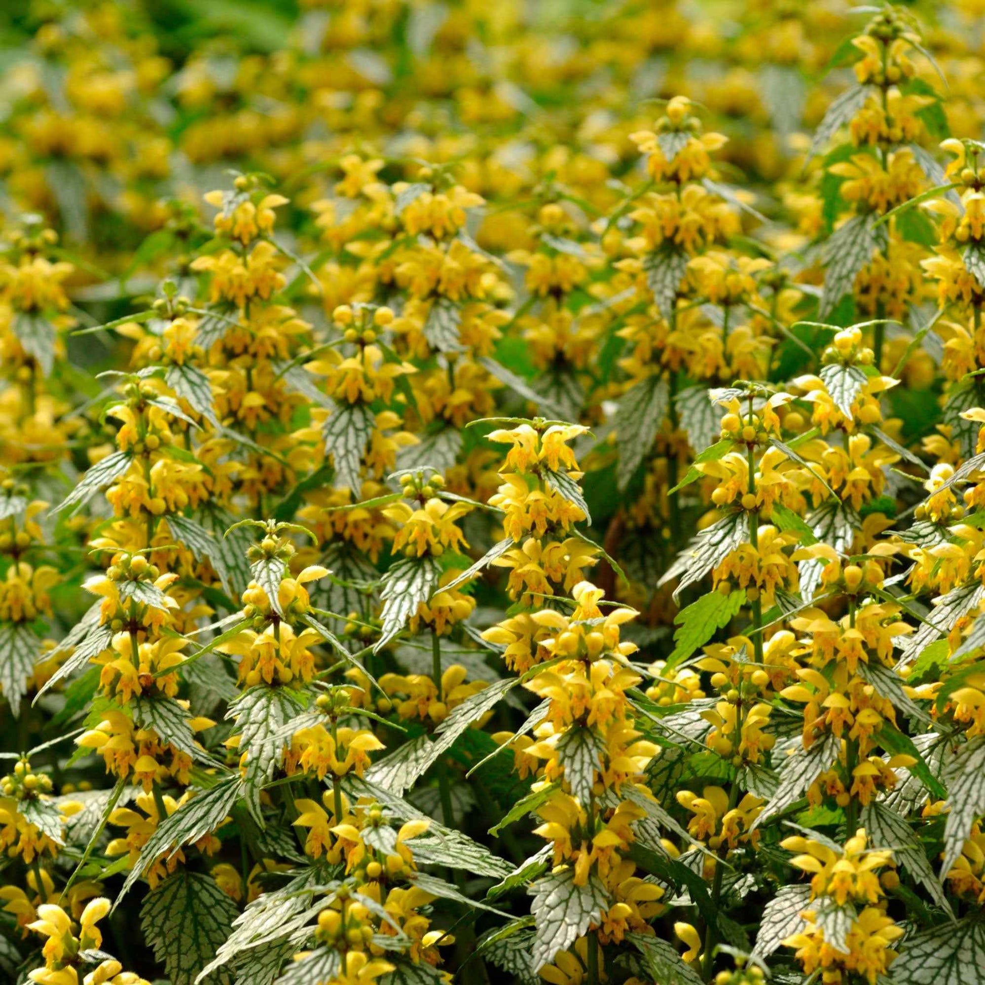 Gele dovenetel Lamiastrum galeobdolon - biologisch geel - Winterhard - Alle vaste tuinplanten