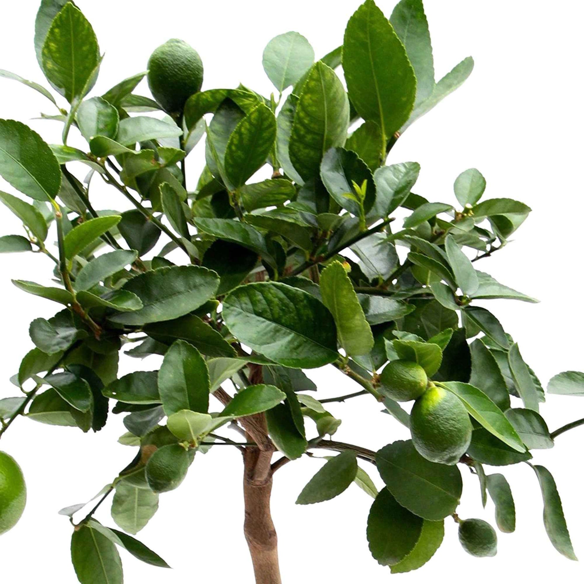 Limoenboom Citrus Lime op stam - Bomen en hagen