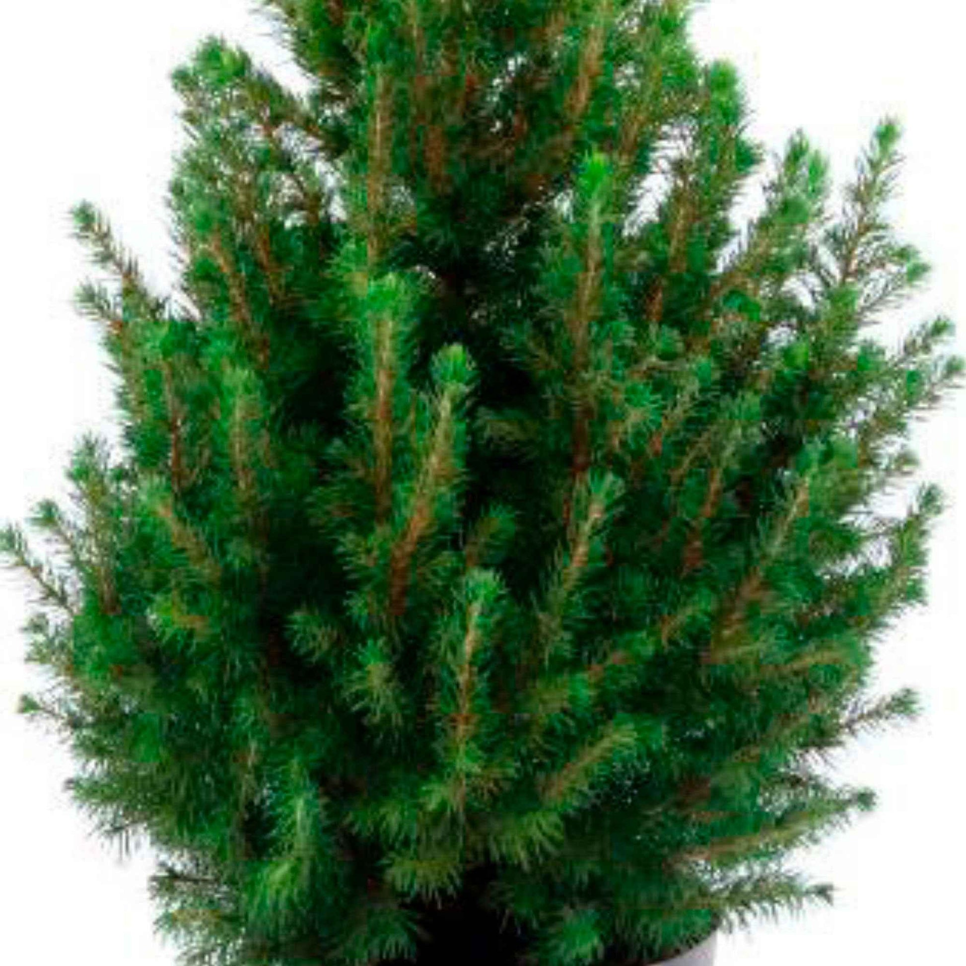 Picea glauca groen incl. sierpot wit - Mini kerstboom - Alle bomen en hagen