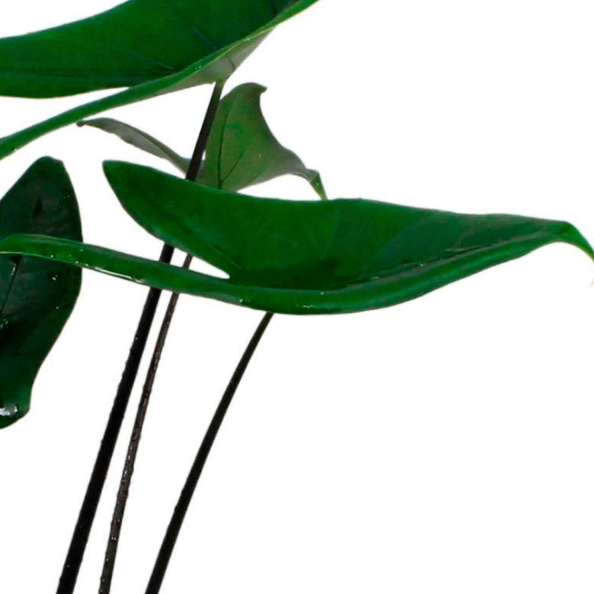 Olifantsoor Alocasia zebrina Black Stem - Huiskamerplanten