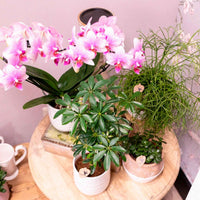 Vlinderorchidee Phalaenopsis Rotterdam Roze - Bloeiende kamerplanten