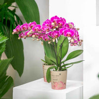 Vlinderorchidee Phalaenopsis Morelia Paars - Bloeiende kamerplanten