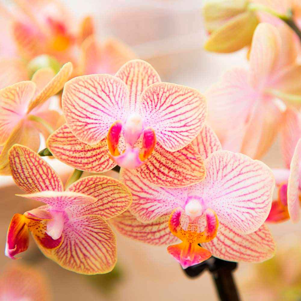 Vlinderorchidee Phalaenopsis Trento Oranje - Bloeiende kamerplanten