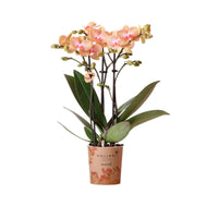 Vlinderorchidee Phalaenopsis Trento Oranje - Huiskamerplanten