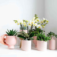 2x Rhipsalis - Set groen incl. sierpotten roze - Groene kamerplanten