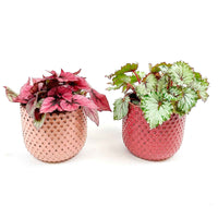 2x Bladbegonia Begonia - Mix Color Match incl. sierpotten - Groene kamerplanten