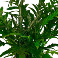 Varen Aglaomorpha - Groene kamerplanten