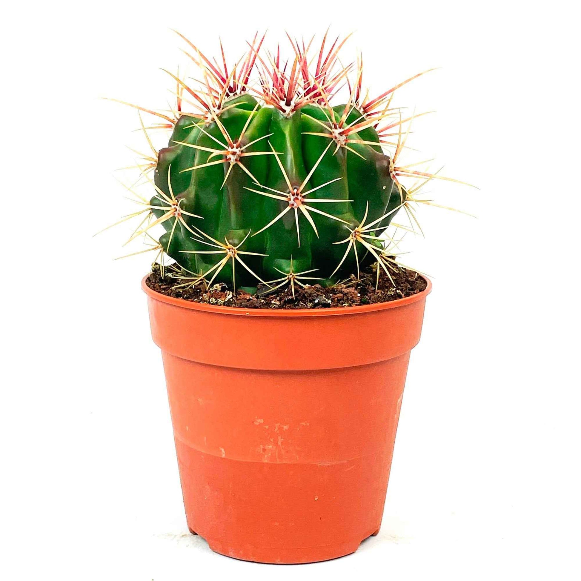 Bolcactus Ferocactus stainesii - Cactus