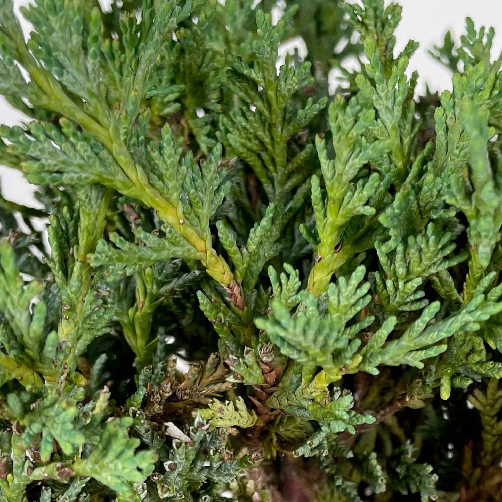 Juniperus Scopulorum Moonglow XL blauw - Winterhard - Bodembedekkers