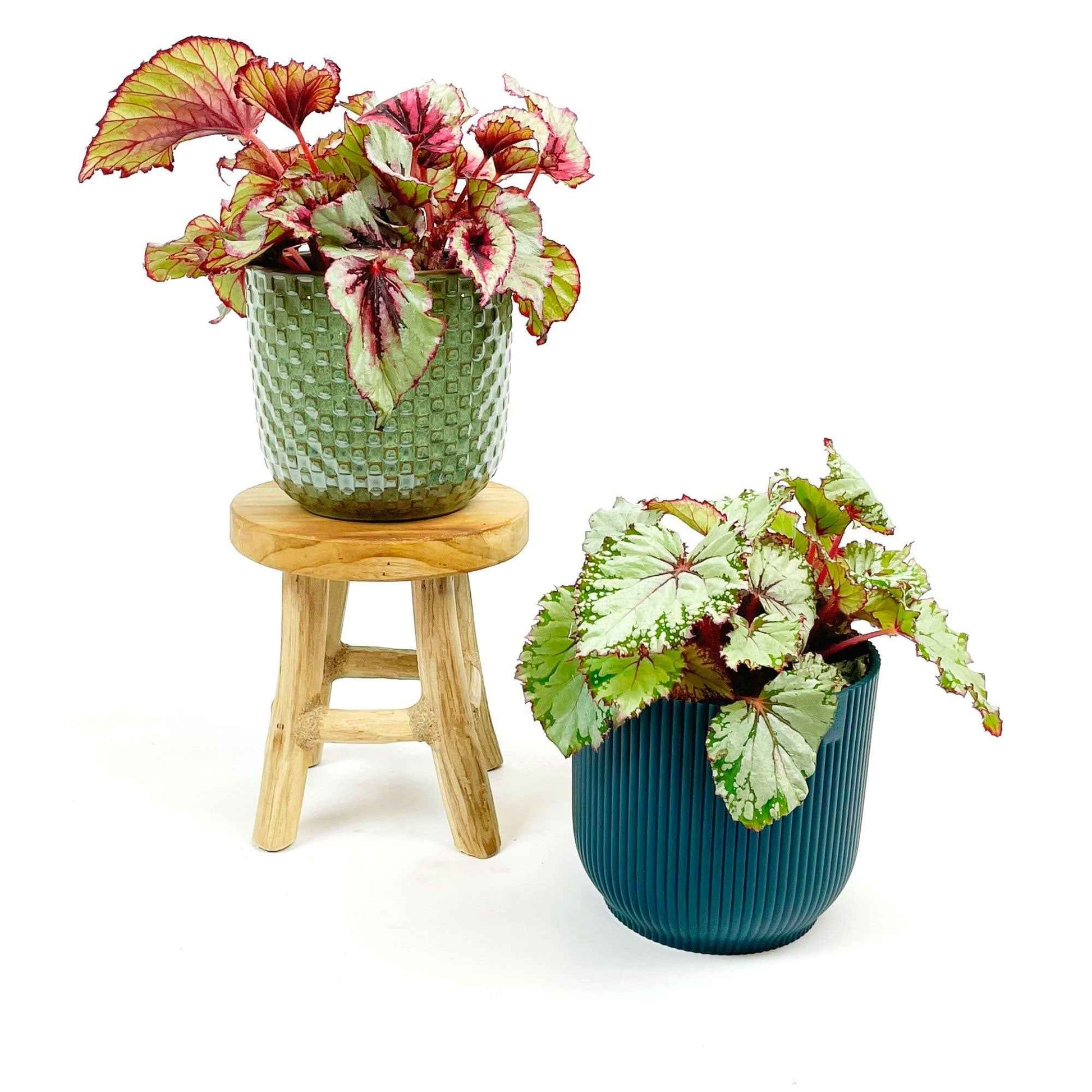 2x Bladbegonia Begonia - Mix incl. sierpotten groen-blauw en kruk - Groene kamerplanten