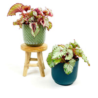 2x Bladbegonia Begonia - Mix incl. sierpotten groen-blauw en kruk - Huiskamerplanten
