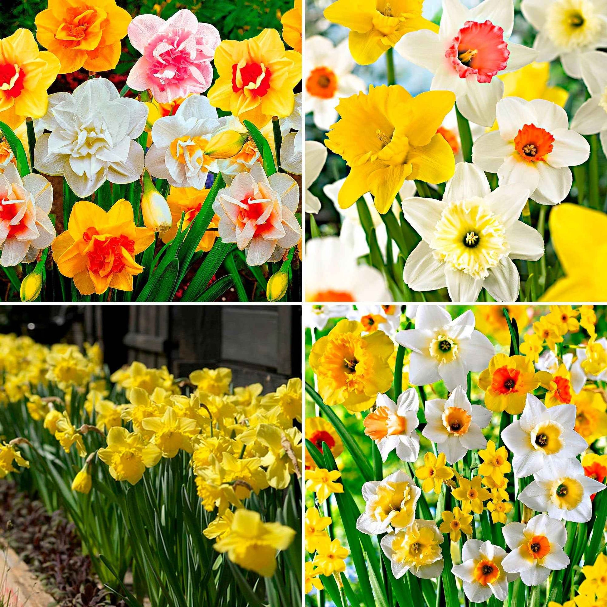 540x Narcis Narcissus - Mix Spring Flowers meerkleurig - Alle bloembollen
