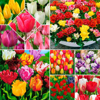480x Tulp Tulipa - Mix Colorful Tulips Gemengde kleuren - Alle bloembollen