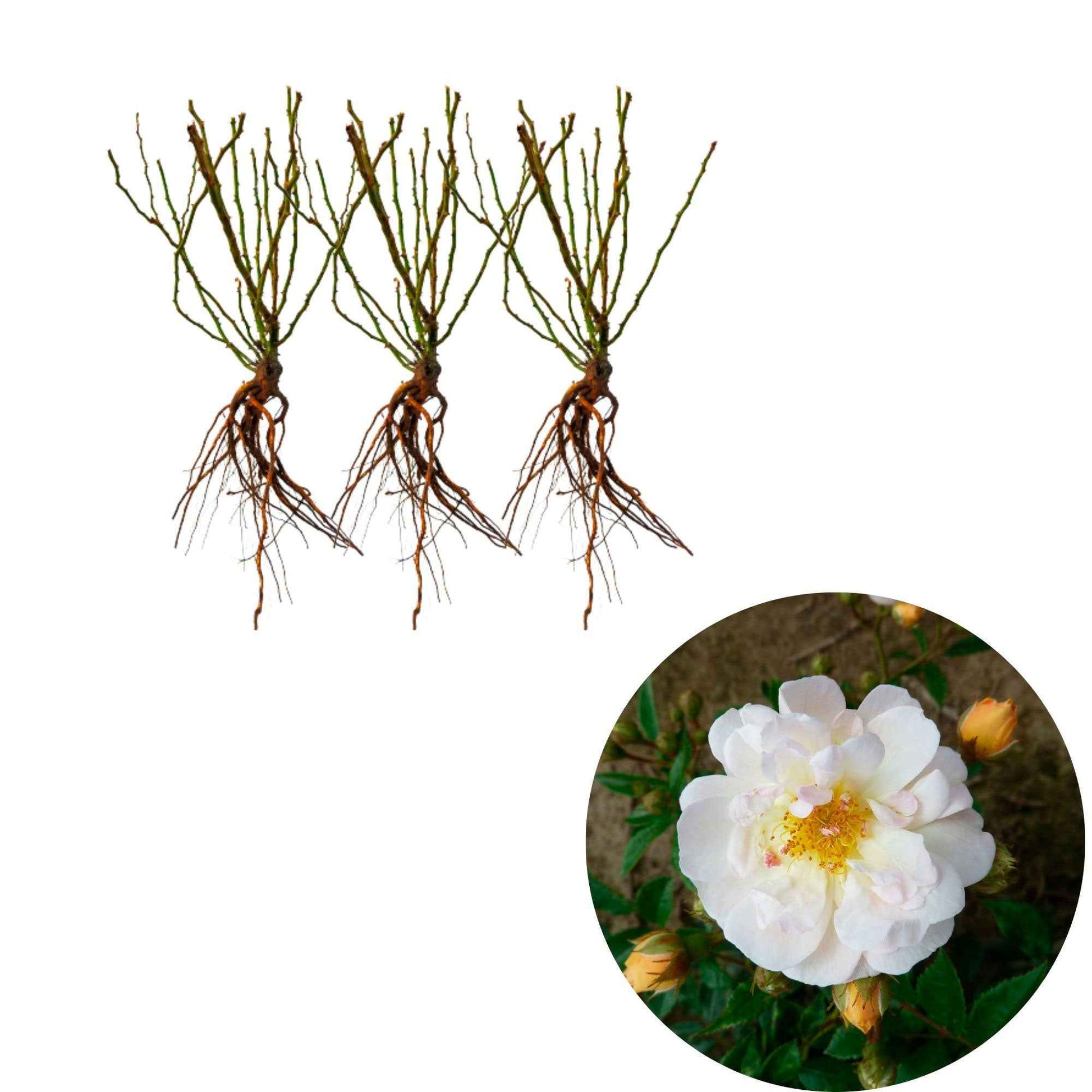 3x Klimroos Rosa Ghislaine de Féligonde ® Oranje - Bare rooted - Winterhard - Klimplanten