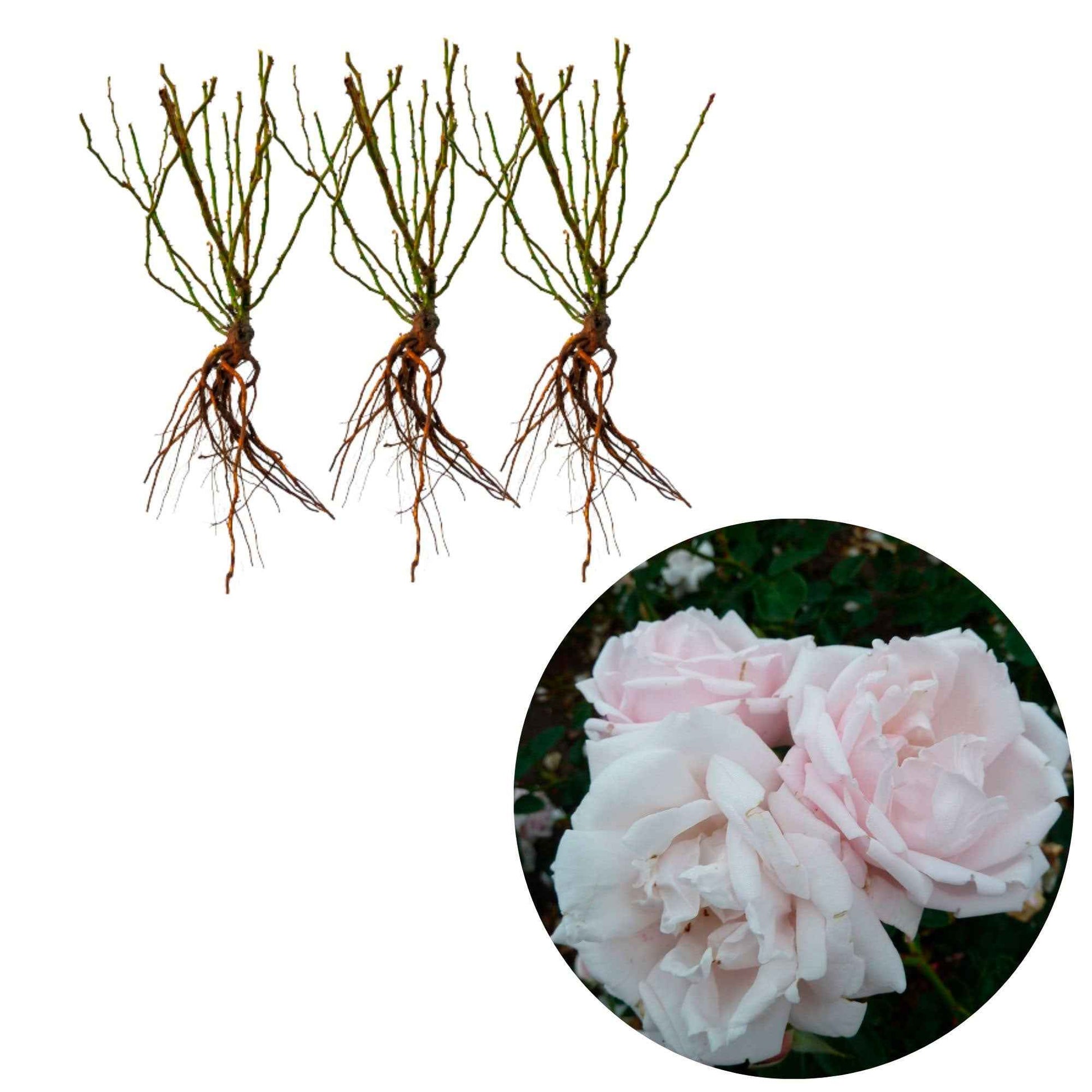 3x Klimroos Rosa hybride New Dawn ® Roze - Bare rooted - Winterhard - Klimplanten