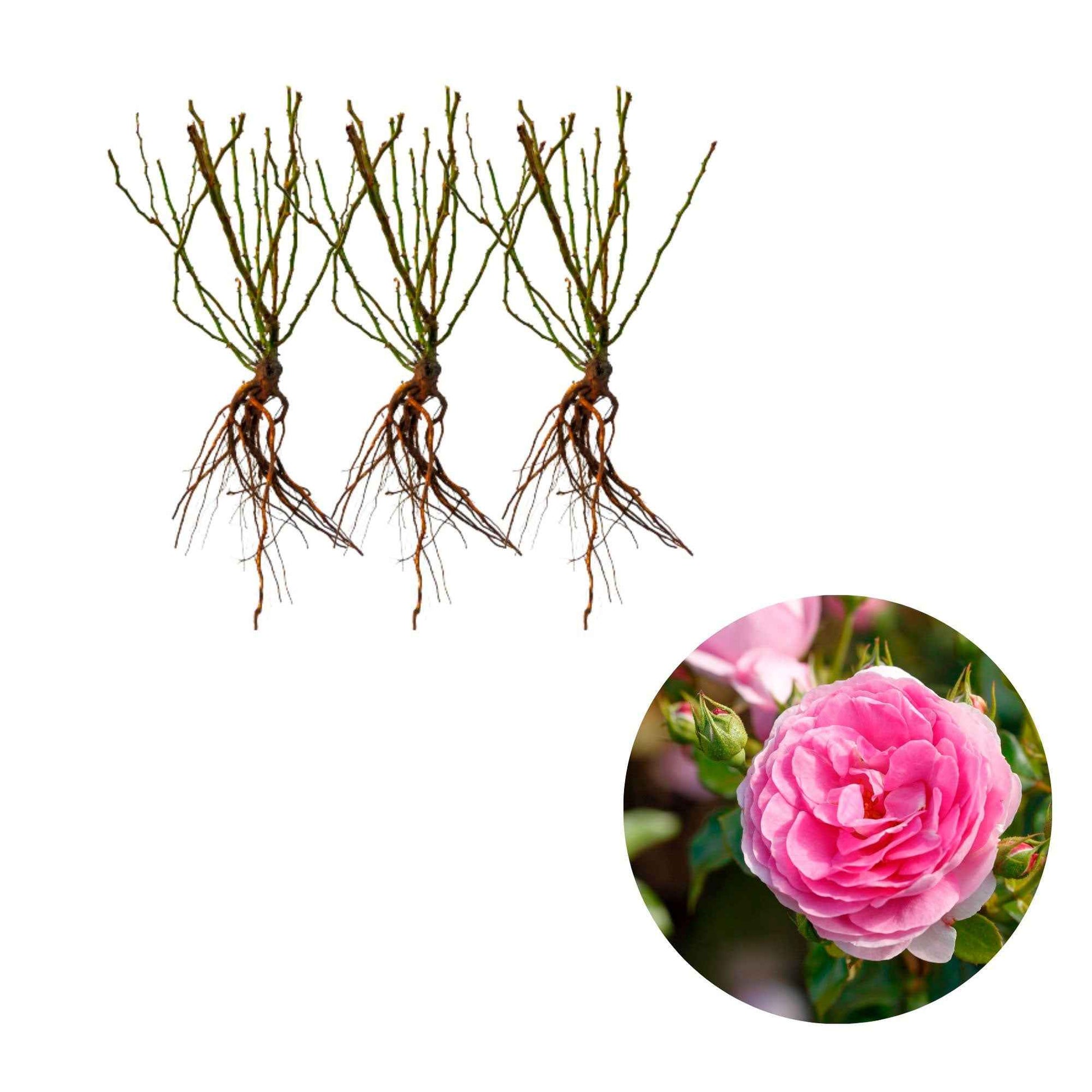 3x Klimroos Rosa Ozeana ® Paars - Bare rooted - Winterhard - Klimrozen