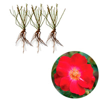 3x Rozen Rosa Amulet Mella ® Rood - Bare rooted - Winterhard - Plantsoort