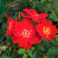 3x Rozen Rosa Amulet Mella ® Rood - Bare rooted - Winterhard - Plant eigenschap