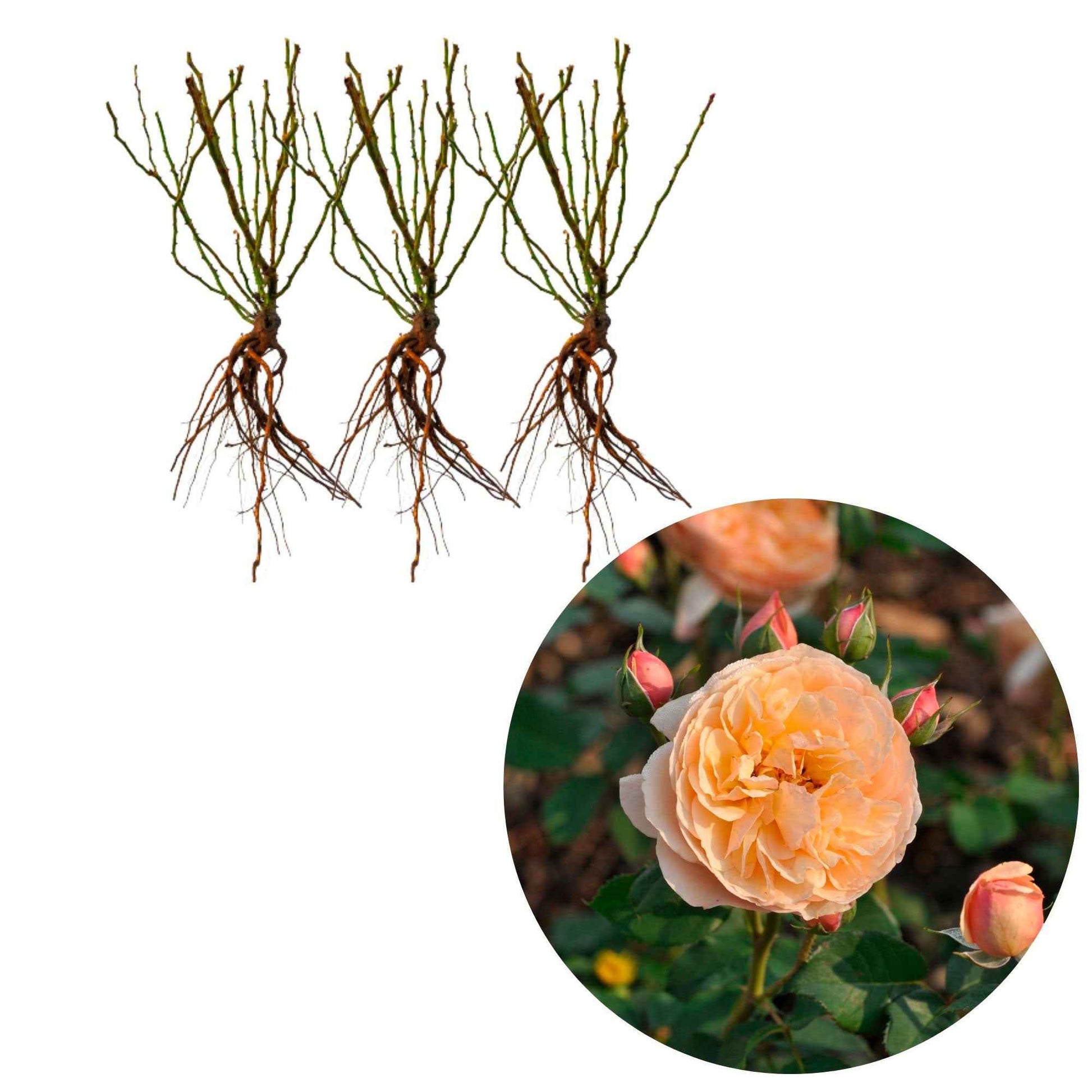 3x Roos Rosa Eveline Wild ® floribunda Roze - Winterhard - Bare rooted - Rozen